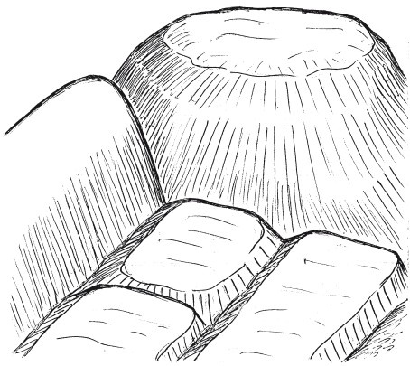 Друиды Русского Севера Друиды Русского Севера