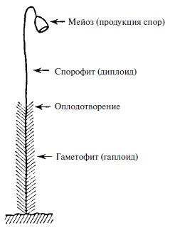 Что такое жизнь? Что такое жизнь?
