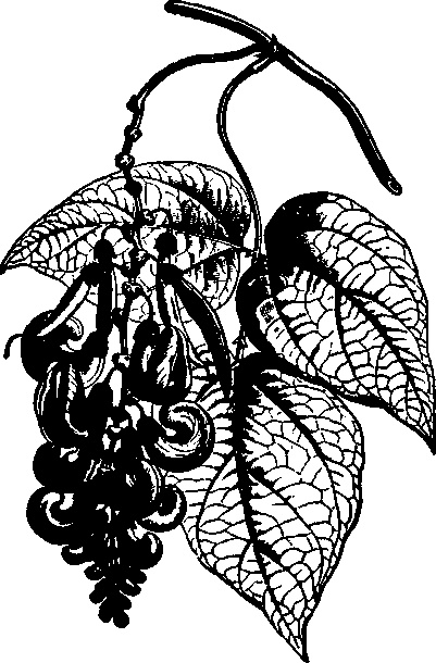 Тихие Убийцы. Всемирная история ядов и отравителей Тихие Убийцы. Всемирная история ядов и отравителей