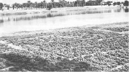 Древние цивилизации Древние цивилизации