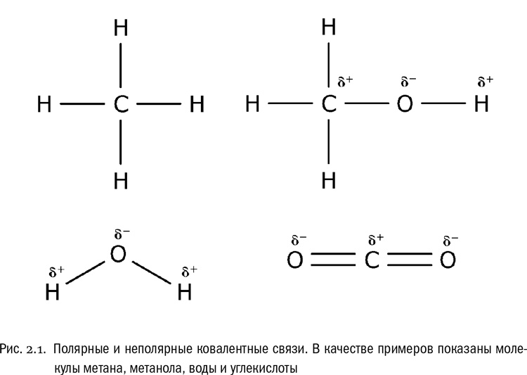 От атомов к древу. Введение в современную науку о жизни От атомов к древу. Введение в современную науку о жизни