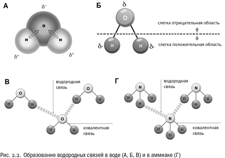 От атомов к древу. Введение в современную науку о жизни От атомов к древу. Введение в современную науку о жизни