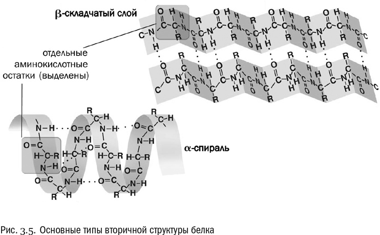 От атомов к древу. Введение в современную науку о жизни От атомов к древу. Введение в современную науку о жизни