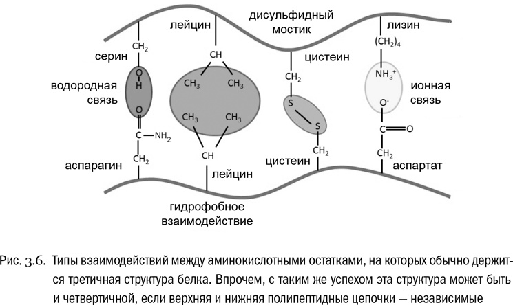 От атомов к древу. Введение в современную науку о жизни От атомов к древу. Введение в современную науку о жизни