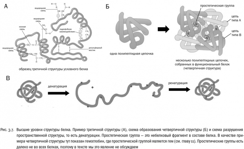 От атомов к древу. Введение в современную науку о жизни От атомов к древу. Введение в современную науку о жизни