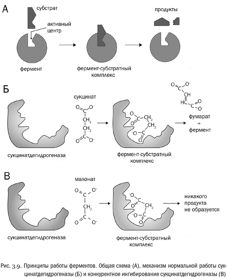 От атомов к древу. Введение в современную науку о жизни От атомов к древу. Введение в современную науку о жизни