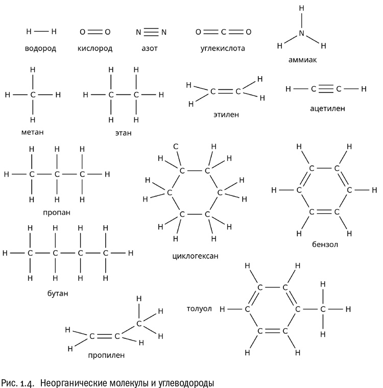 От атомов к древу. Введение в современную науку о жизни От атомов к древу. Введение в современную науку о жизни