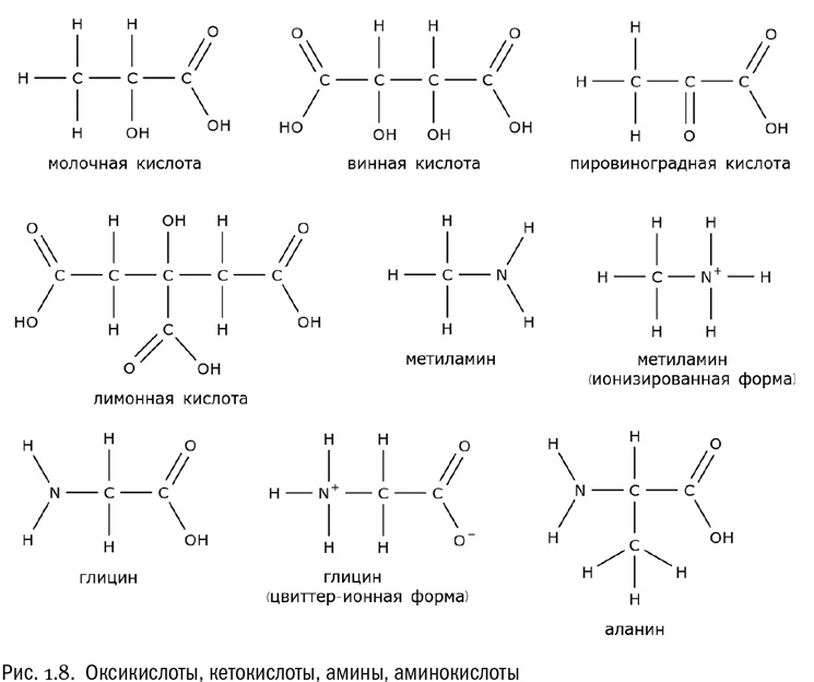 От атомов к древу. Введение в современную науку о жизни От атомов к древу. Введение в современную науку о жизни