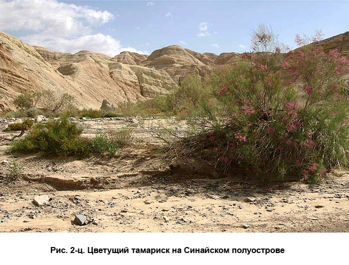 По следам Ковчега Завета По следам Ковчега Завета