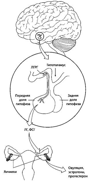 Психология стресса Психология стресса