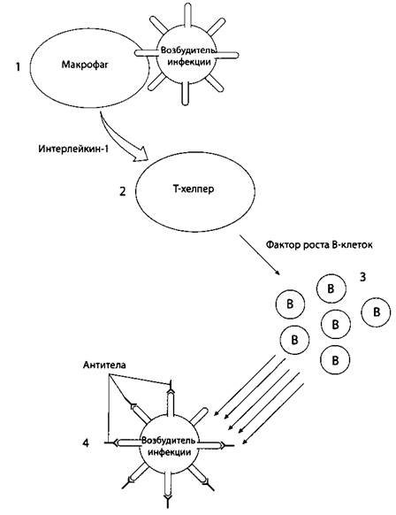 Психология стресса Психология стресса