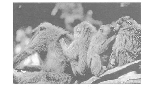 Психология стресса Психология стресса