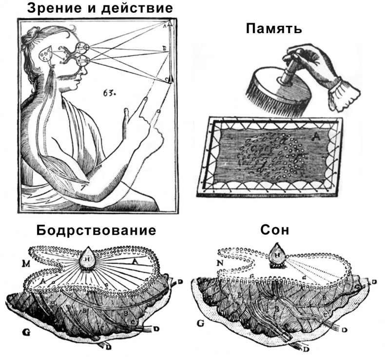 Сознание и мозг. Как мозг кодирует мысли Сознание и мозг. Как мозг кодирует мысли