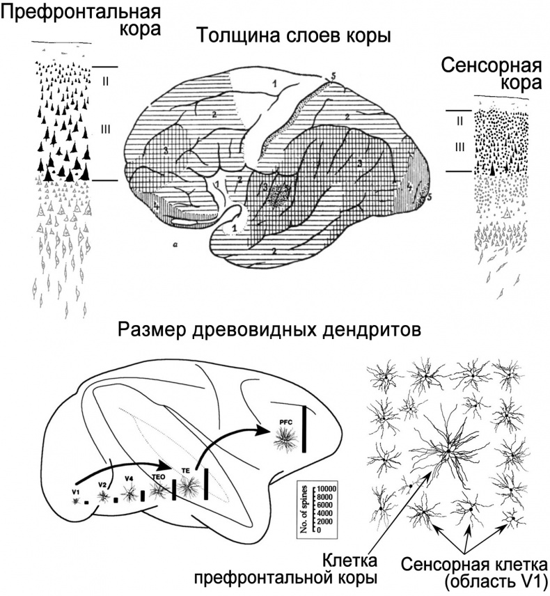 Сознание и мозг. Как мозг кодирует мысли Сознание и мозг. Как мозг кодирует мысли
