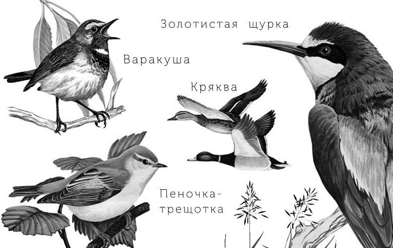 Лесные тайнички Лесные тайнички