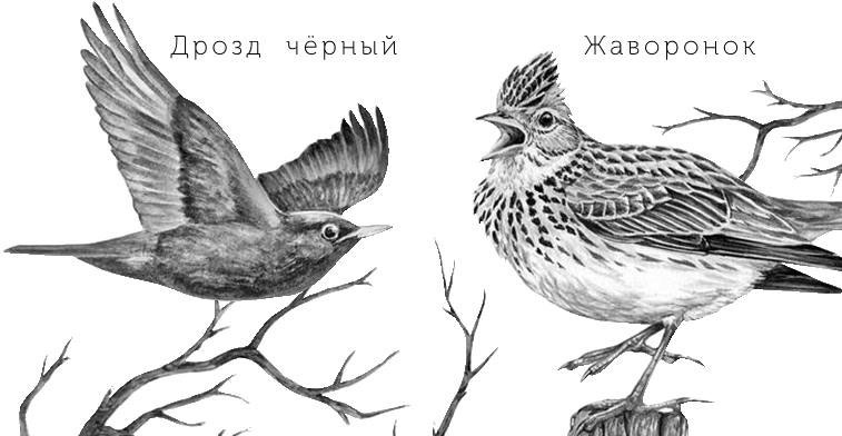 Лесные тайнички Лесные тайнички