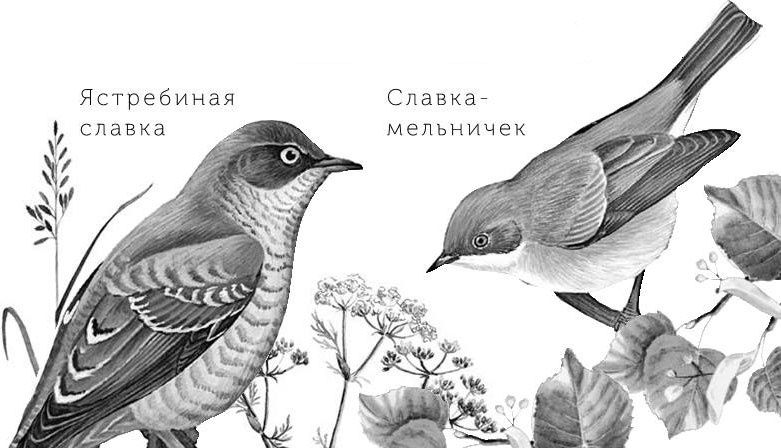 Лесные тайнички Лесные тайнички