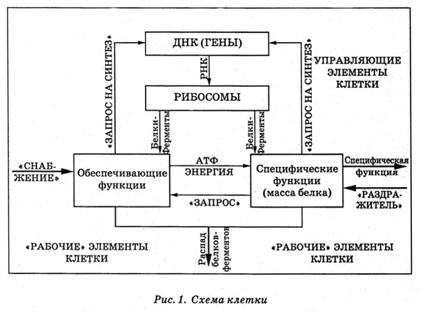 Энциклопедия Амосова. Алгоритм здоровья Энциклопедия Амосова. Алгоритм здоровья