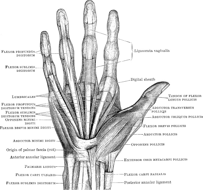 Модицина. Encyclopedia Pathologica Модицина. Encyclopedia Pathologica