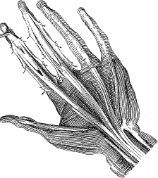 Модицина. Encyclopedia Pathologica Модицина. Encyclopedia Pathologica