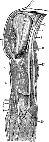 Модицина. Encyclopedia Pathologica Модицина. Encyclopedia Pathologica