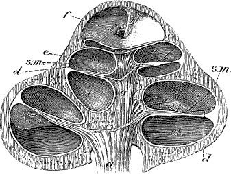 Модицина. Encyclopedia Pathologica Модицина. Encyclopedia Pathologica