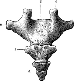 Модицина. Encyclopedia Pathologica Модицина. Encyclopedia Pathologica