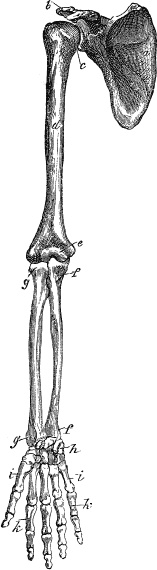 Модицина. Encyclopedia Pathologica Модицина. Encyclopedia Pathologica