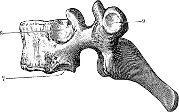 Модицина. Encyclopedia Pathologica Модицина. Encyclopedia Pathologica