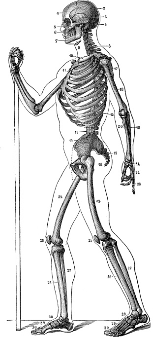 Модицина. Encyclopedia Pathologica Модицина. Encyclopedia Pathologica