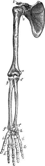 Модицина. Encyclopedia Pathologica Модицина. Encyclopedia Pathologica