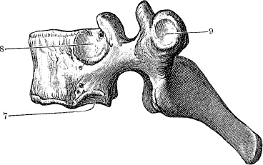 Модицина. Encyclopedia Pathologica Модицина. Encyclopedia Pathologica