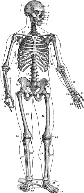 Модицина. Encyclopedia Pathologica Модицина. Encyclopedia Pathologica