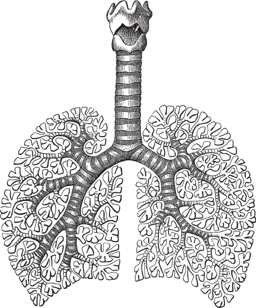 Модицина 2. Апология Модицина 2. Апология