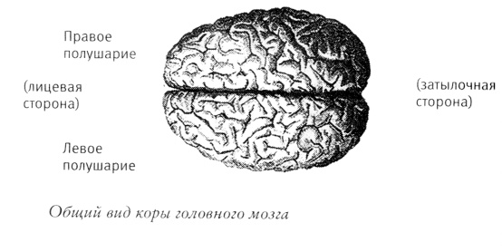 Мой инсульт был мне наукой. История собственной болезни, рассказанная нейробиологом Мой инсульт был мне наукой. История собственной болезни, рассказанная нейробиологом