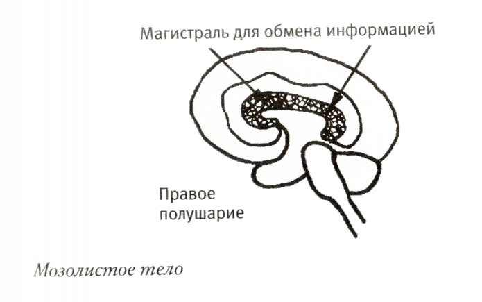 Мой инсульт был мне наукой. История собственной болезни, рассказанная нейробиологом Мой инсульт был мне наукой. История собственной болезни, рассказанная нейробиологом