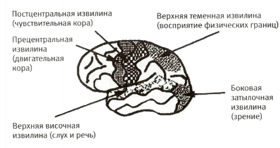 Мой инсульт был мне наукой. История собственной болезни, рассказанная нейробиологом Мой инсульт был мне наукой. История собственной болезни, рассказанная нейробиологом