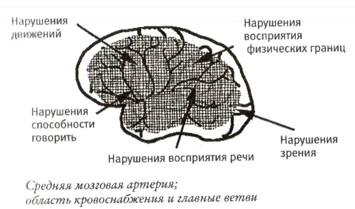 Мой инсульт был мне наукой. История собственной болезни, рассказанная нейробиологом Мой инсульт был мне наукой. История собственной болезни, рассказанная нейробиологом