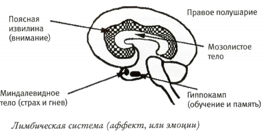 Мой инсульт был мне наукой. История собственной болезни, рассказанная нейробиологом Мой инсульт был мне наукой. История собственной болезни, рассказанная нейробиологом