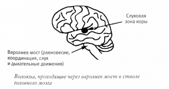 Мой инсульт был мне наукой. История собственной болезни, рассказанная нейробиологом Мой инсульт был мне наукой. История собственной болезни, рассказанная нейробиологом