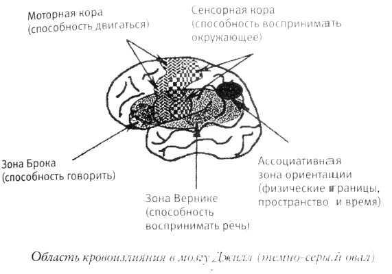 Мой инсульт был мне наукой. История собственной болезни, рассказанная нейробиологом Мой инсульт был мне наукой. История собственной болезни, рассказанная нейробиологом