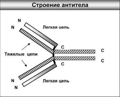 Имя ему СПИД. Четвертый всадник Апокалипсиса Имя ему СПИД. Четвертый всадник Апокалипсиса
