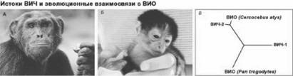 Имя ему СПИД. Четвертый всадник Апокалипсиса Имя ему СПИД. Четвертый всадник Апокалипсиса