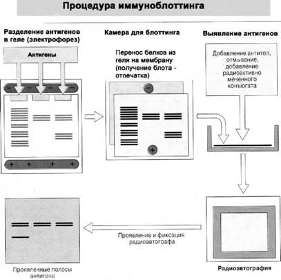 Имя ему СПИД. Четвертый всадник Апокалипсиса Имя ему СПИД. Четвертый всадник Апокалипсиса