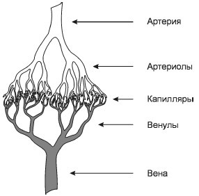 Исцеление и профилактика сосудистых заболеваний. Учение Травинки Исцеление и профилактика сосудистых заболеваний. Учение Травинки