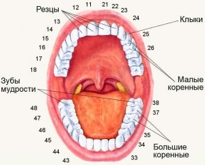 Забыть стоматологов. Диеты. Симперцептинг Забыть стоматологов. Диеты. Симперцептинг