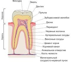 Забыть стоматологов. Диеты. Симперцептинг Забыть стоматологов. Диеты. Симперцептинг