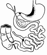 Этюды желудочной хирургии Этюды желудочной хирургии