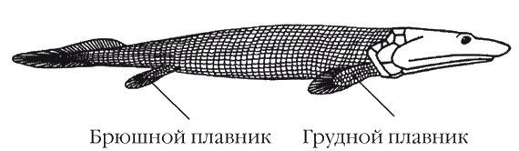 Странности нашей эволюции Странности нашей эволюции