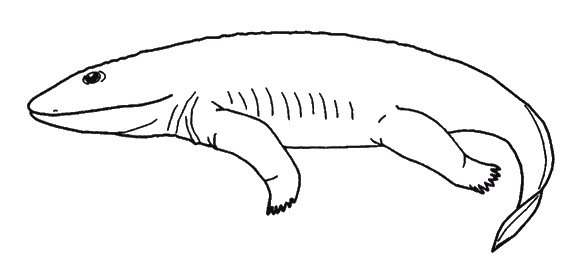 Странности нашей эволюции Странности нашей эволюции